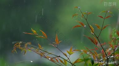 <strong>江南</strong>春天雨天雨水树叶升格空镜